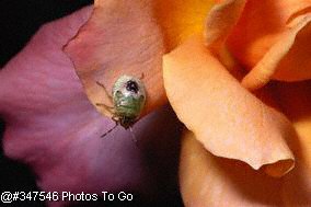 Stink bug on rose