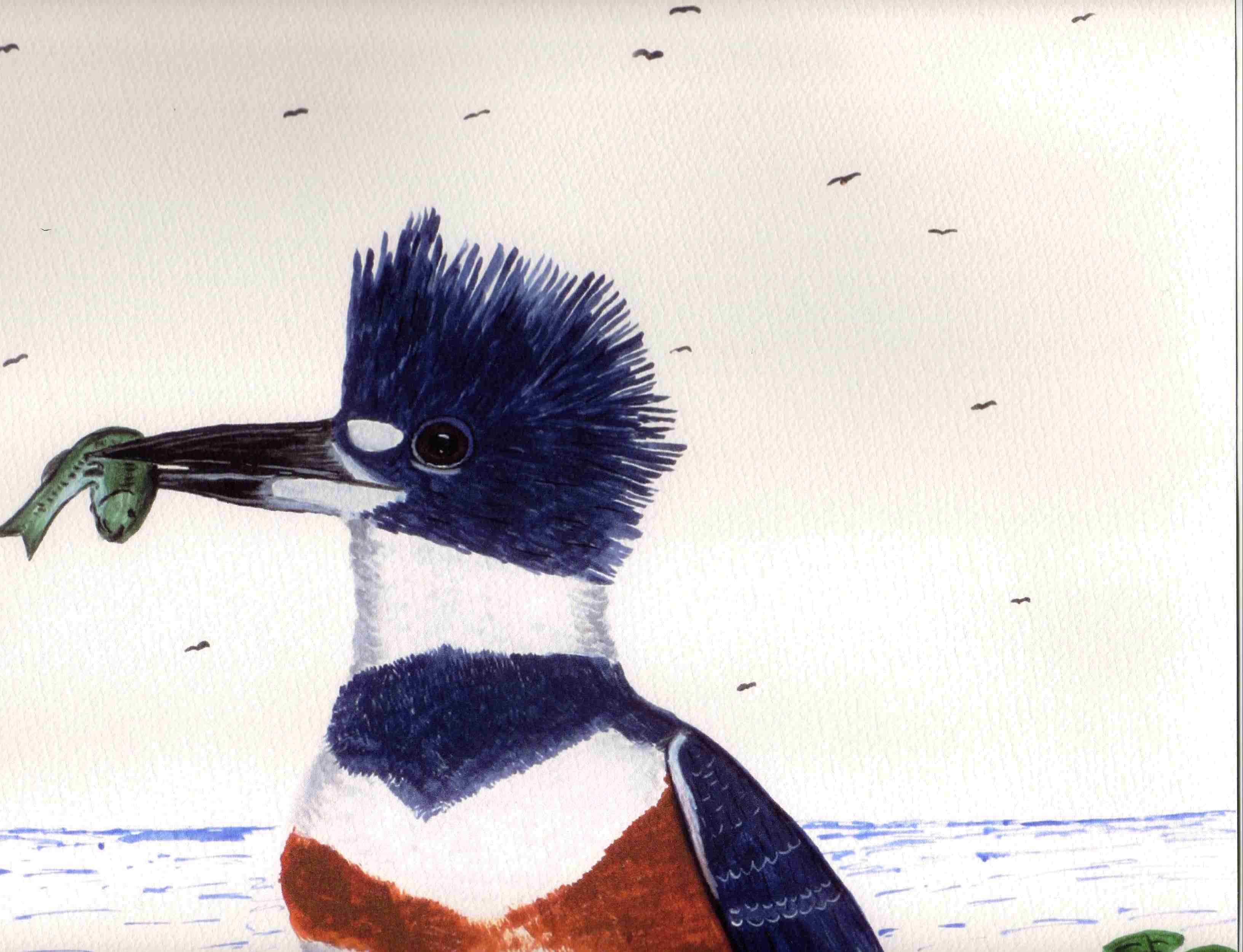 kingfisher.jpg